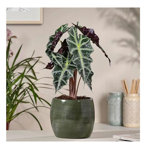 大仙女小仙女海芋竹芋室内盆栽桌面黑叶观音莲非洲面具绿植物网红 - 图2