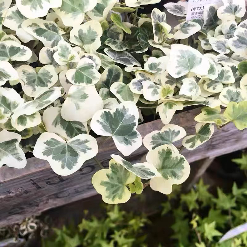 雪莹常春藤进口稀有爬藤观叶植物室内绿植净化空气雪萤含盆带土发 - 图1