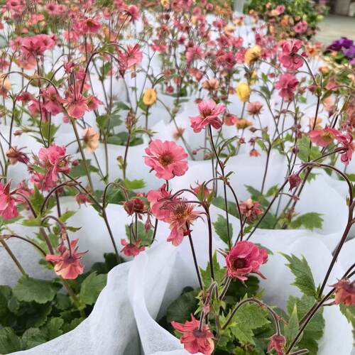 水杨梅盆栽花带花苞阳台庭院耐热耐寒好养易活多年生植物开花机器 - 图0