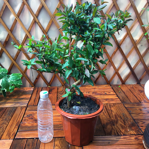 金银花苗盆栽阳台庭院花园爬藤花卉绿植四季长青红色金银花3年苗 - 图1