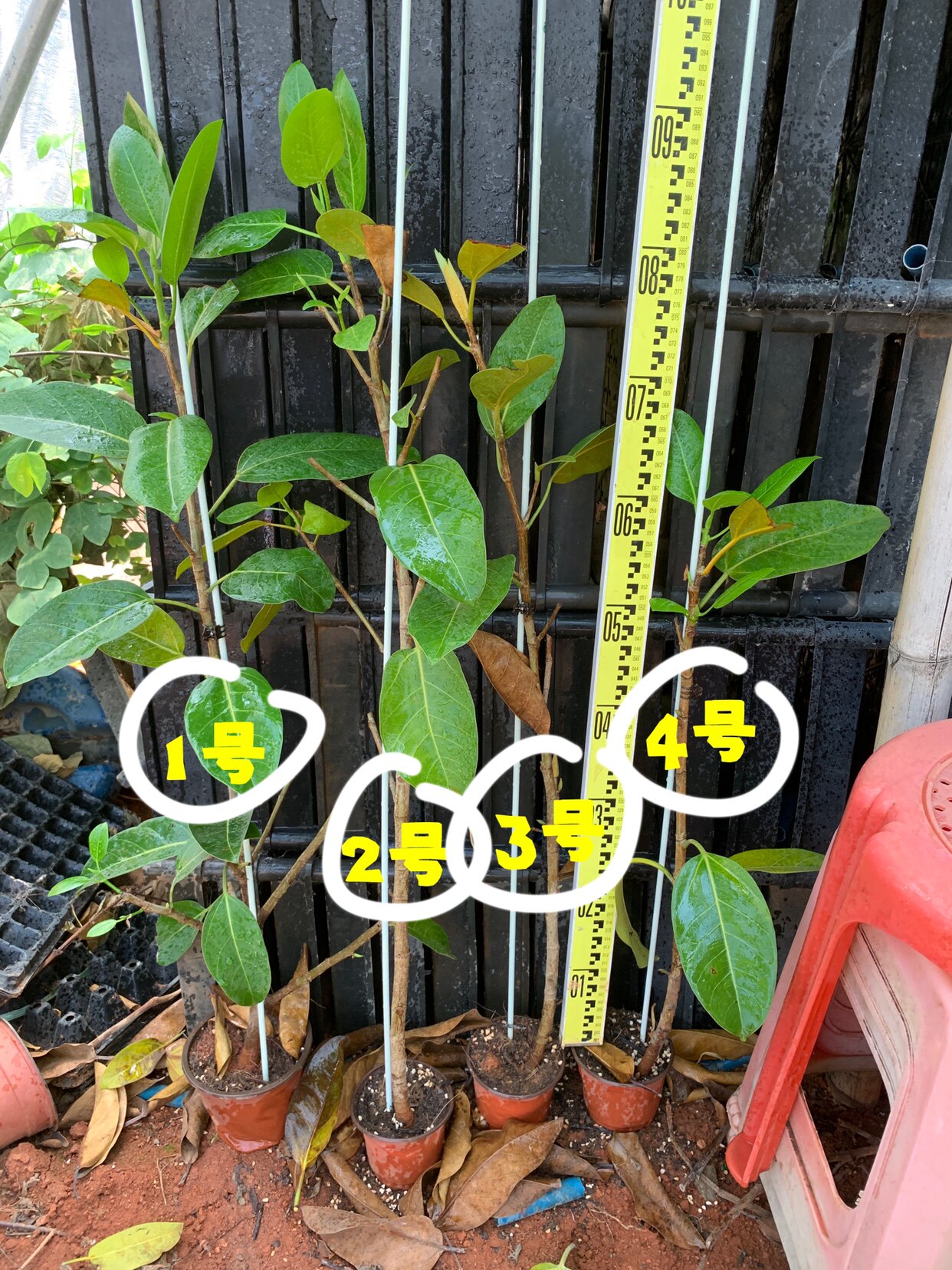 可附石植物庭院绿化高山榕树苗大叶榕树苗带土带叶包邮广州发货