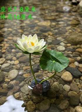 卫生间装饰花盆景鱼缸造景小摆件