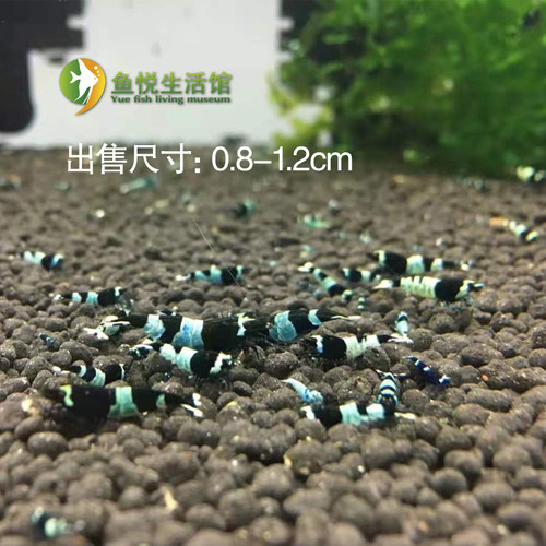 黑金刚虾纯血水晶虾活体虾蓝化体高等级观赏虾宠物虾包邮花色随机 - 图0