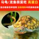 Feed turtles feed fish small fish live breeding live fish arowana live food feed freshwater fish fry grass carp fry crucian carp fry