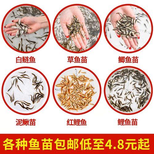 喂乌龟饲料鱼小鱼活体养殖活鱼龙鱼活食饲料淡水鱼苗草鱼苗鲫鱼苗 - 图3