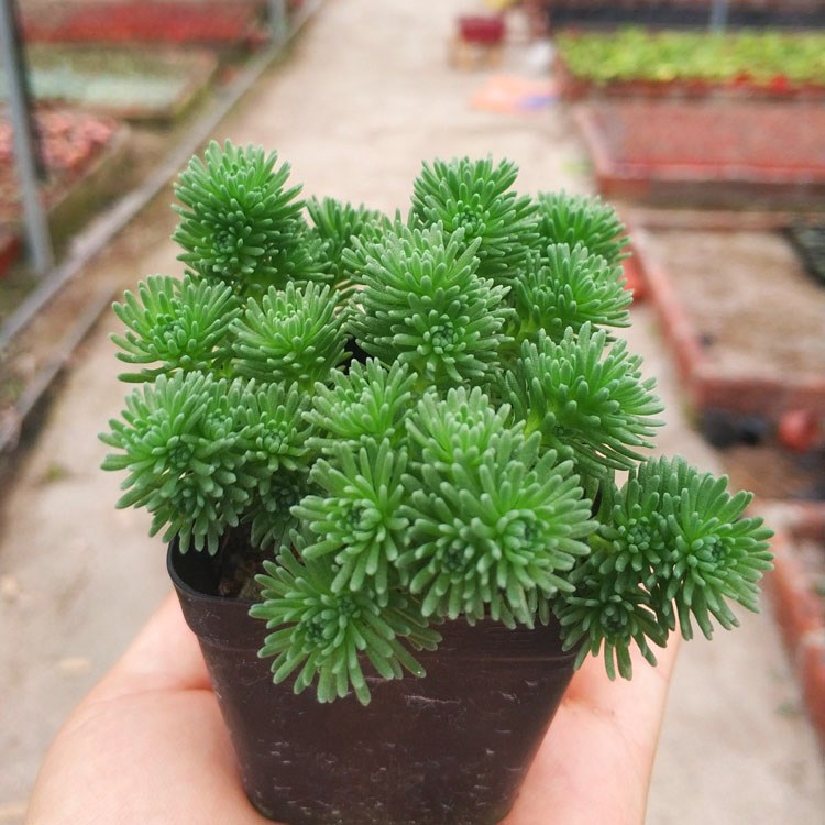 球松多肉植物盆栽小人祭姬红小松肉肉微景观花卉办公桌窗台防辐射-图1