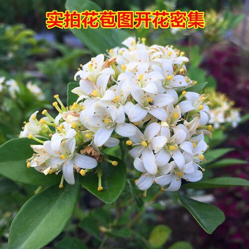 十里飘香好养耐寒盆栽植物四季常青浓香花卉室内外易活绿植盆景 - 图2