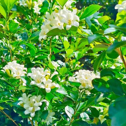 十里飘香好养耐寒盆栽植物四季常青浓香花卉室内外易活绿植盆景 - 图1