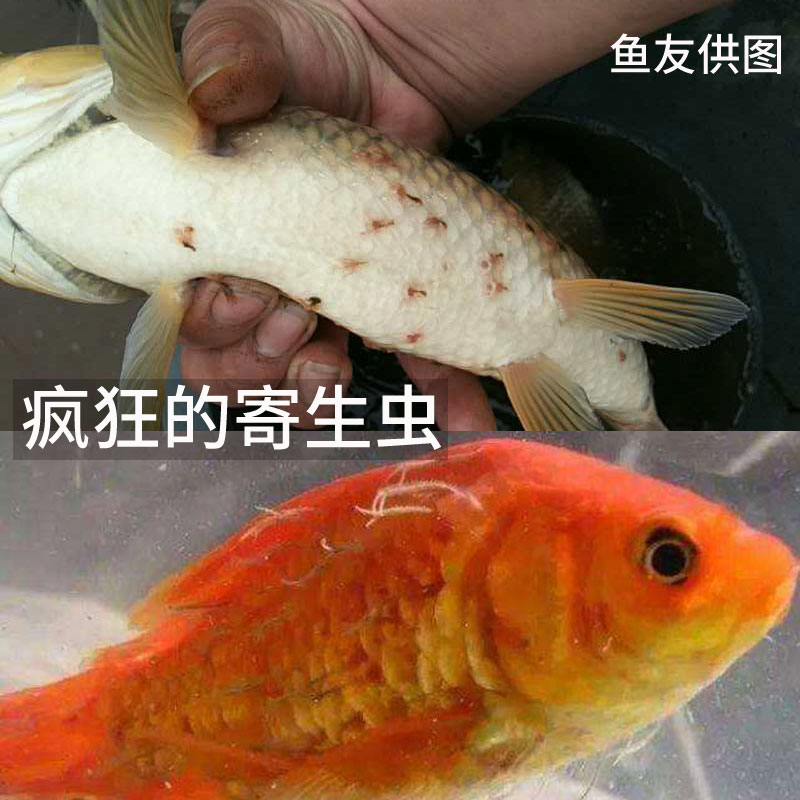 外寄鱼药蛋白虫鱼虱寄生虫观赏鱼用蹭缸鱼池锦鲤金鱼缸杀虫药专用 - 图1