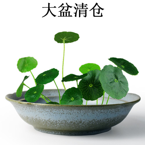 水仙花盆陶瓷无孔睡莲绿萝铜钱草水培植物花盆简约创意个性多肉盆 - 图0