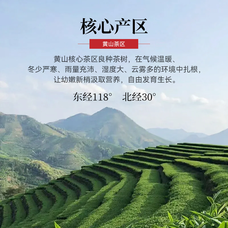 2024新茶上市春茶祥源茶绿茶叶特级黄山毛峰明前早春嫩芽罐装80g - 图0