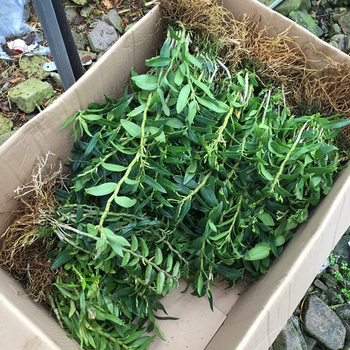 5月开花 可食用 铁皮石斛苗 石斛兰化绿植盆栽花卉苗木好养活 - 图1