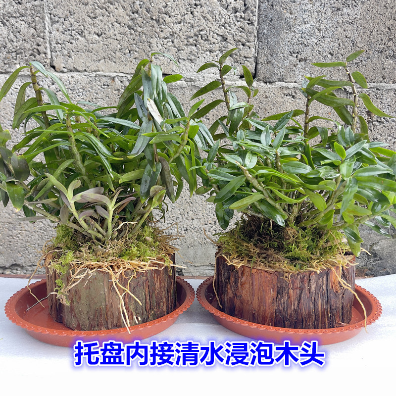 铁皮石斛苗盆栽植物室内吊兰懒人办公室绿植花卉盆景木桩载好