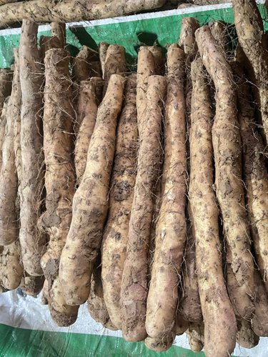 产地直发河南焦作温县垆土地铁棍山药特产新鲜正宗怀山药淮山5斤 - 图0