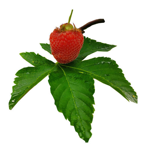 掌叶覆盆子苗 农资试种果树苗 南方种植 盆栽地栽 庭院水果树莓苗 - 图3