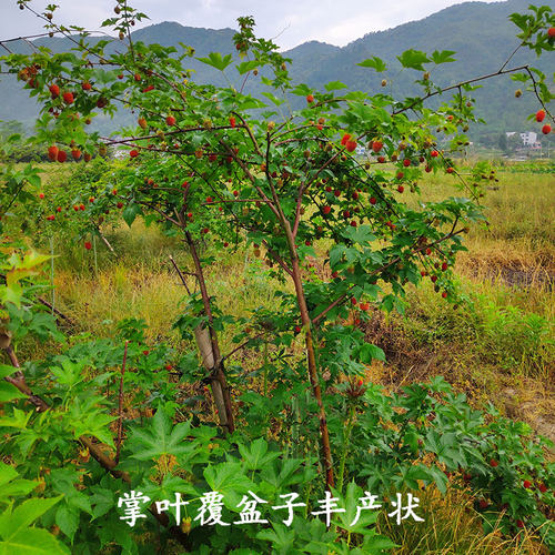 掌叶覆盆子苗 农资试种果树苗 南方种植 盆栽地栽 庭院水果树莓苗 - 图1