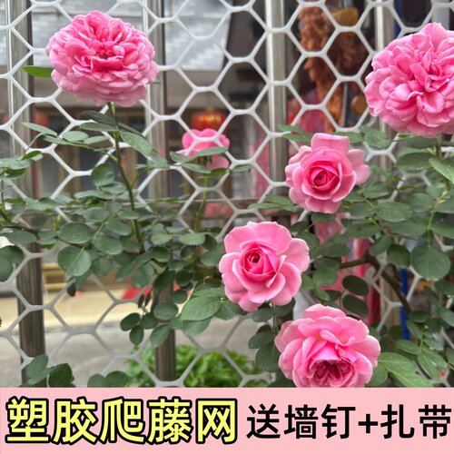 蔷薇月季爬藤用塑胶网植物爬墙网格藤曼墙面牵引网园艺爬藤网支架 - 图3