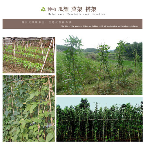 装修竹子防腐竹竿碳化竹竿旗杆白竹室内装饰吊顶户外篱笆围栏 - 图1