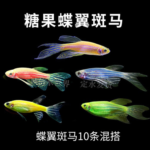 大帆长鳍蝶翼蝶尾蝶衣红青苹果翡翠柠檬蓝莓斑马鱼冷水小型鱼活体 - 图0