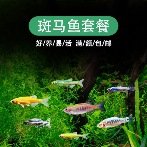 耐低温淡水小型鱼红蓝荧光大号斑马蝶翼斑马鱼天使鱼常温活体新手 - 图0