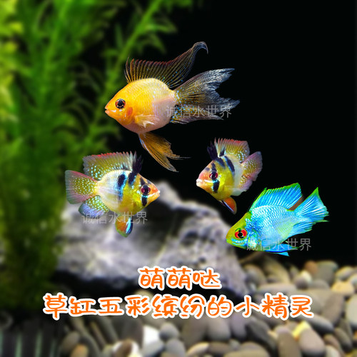 热带观赏鱼活体短鲷桃心金波子蓝波子凤凰阿凡达宝蓝球玻利维亚 - 图3