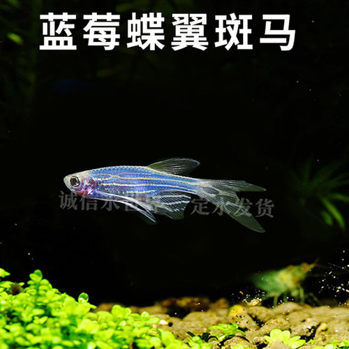 大帆长鳍蝶翼蝶尾蝶衣红青苹果翡翠柠檬蓝莓斑马鱼冷水小型鱼活体 - 图1