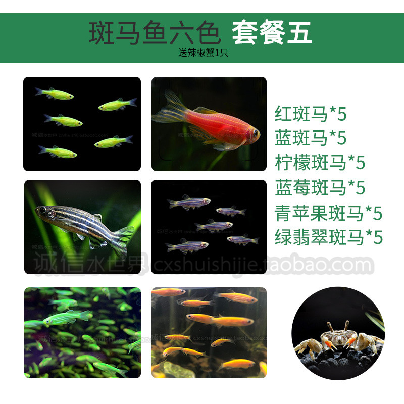 耐低温淡水小型鱼红蓝荧光大号斑马蝶翼斑马鱼天使鱼常温活体新手 - 图1