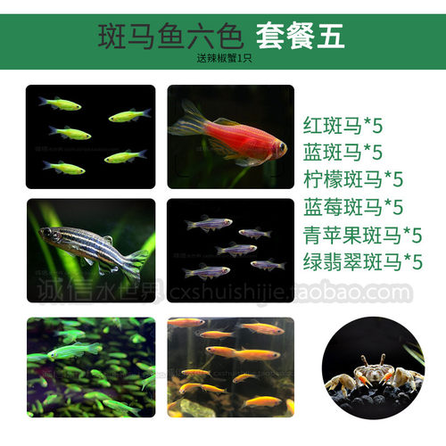 耐低温淡水小型鱼红蓝荧光大号斑马蝶翼斑马鱼天使鱼常温活体新手 - 图1