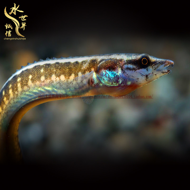 热带鱼活体小型观赏鱼吃涡虫鱼活体淡水清道夫