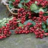 Southern Food Call ◆ 1 бутылка традиционного выщелачивающего мастерства перца и лифта