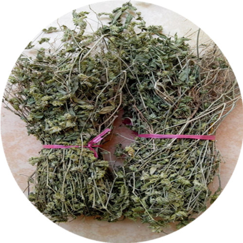 孩儿草曱甴草黄蜂草蟑螂草土夏枯草疳积草消积茶干货煲汤非独脚金 - 图3