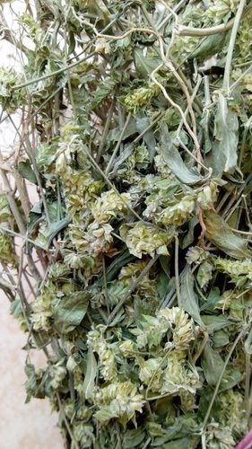 孩儿草曱甴草黄蜂草蟑螂草土夏枯草疳积草消积茶干货煲汤非独脚金 - 图1