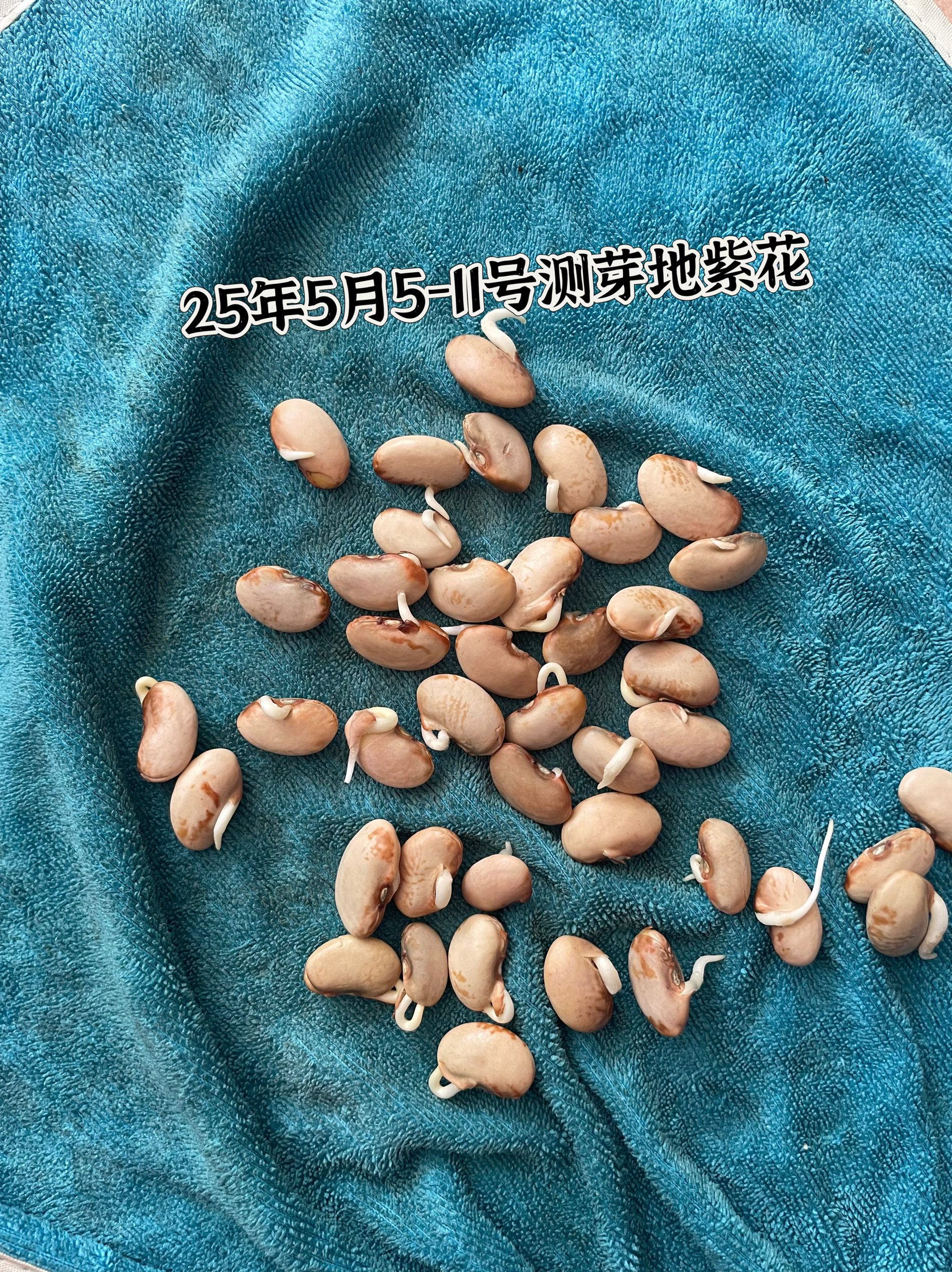 不搭架地紫花油豆角种子东北农家豆角籽矮生墩豆角种籽无筋早熟,淘宝优惠券,粉丝福利购,淘宝优惠卷