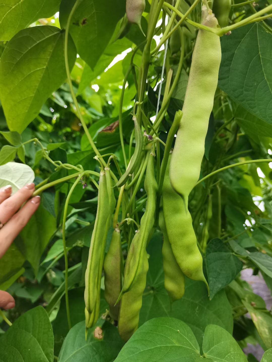 东北吉林大油豆豆角籽搭架油豆角种子面糊好吃春季蔬菜种子包邮