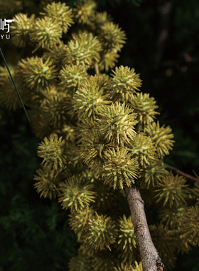 鲲屿 新中式仿真花艺【绿柳无涯】样板间售楼处酒店大堂大花摆件