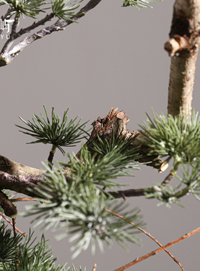 鲲屿 现代侘寂风干花仿真花【松迎客】玄关茶几展厅架构酒店摆件