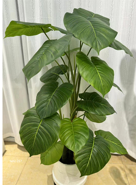 仿真野芋滴水观音盆栽大型摆件