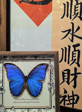 大蓝闪蝶蝴蝶标本相框成品展翅展示框昆虫名贵罕见蓝色生日礼物