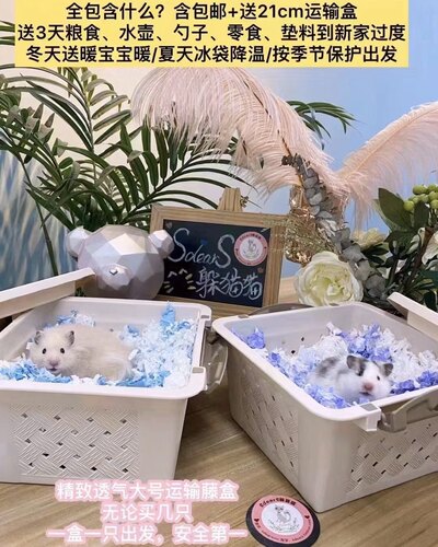 科普介绍链接家养金丝熊波利熊黄面纹蜜眼线纯银熊卷毛仓鼠鸽灰 - 图1