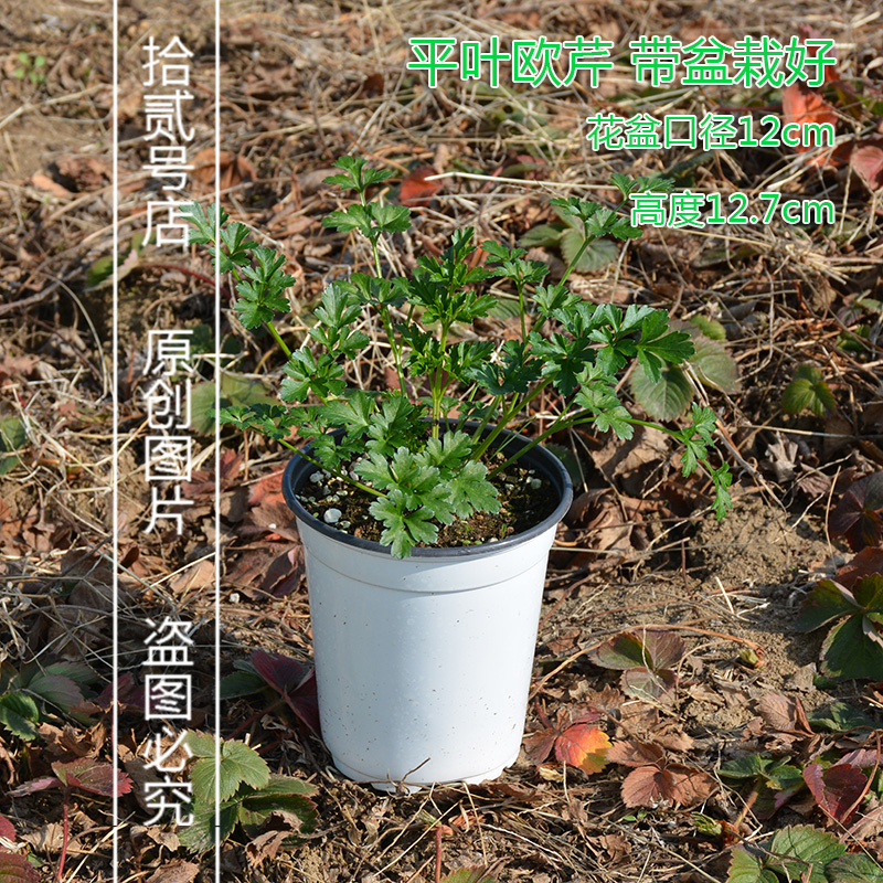 食用香草盆栽苗 平叶细叶皱叶欧芹 Parsley 法香苗 西餐意式料理