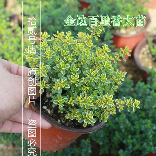 柠檬金边百里香盆栽苗可食用香草西餐料理烧烤泡茶驱蚊芳香绿植物 - 图0