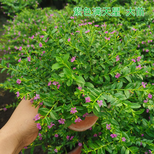 多季开花秋季花卉耐寒耐热花卉 紫花满天星盆栽花园阳台暴晒开花 - 图3