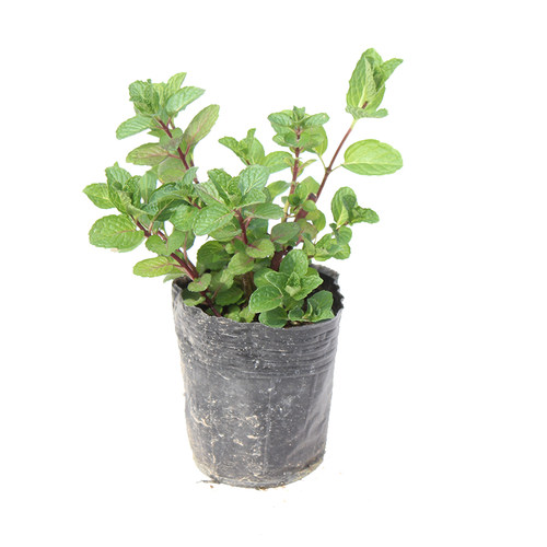 食用薄荷盆栽 留兰香/香水/罗马/猫薄荷苗/胡椒/柠檬香蜂草苗植物 - 图3