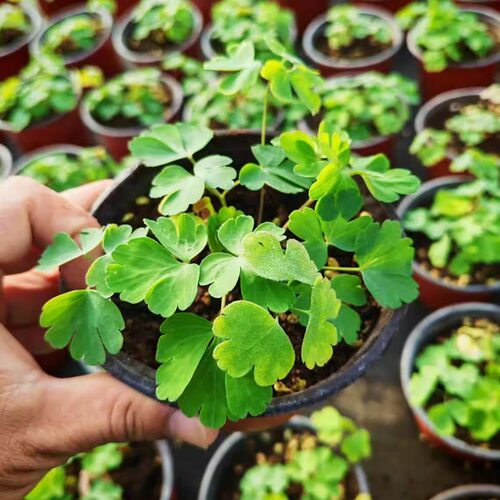 重瓣耧斗菜苗剪纸浮雕小柑橘多年生多季种开花室内外阳台庭院盆栽 - 图3