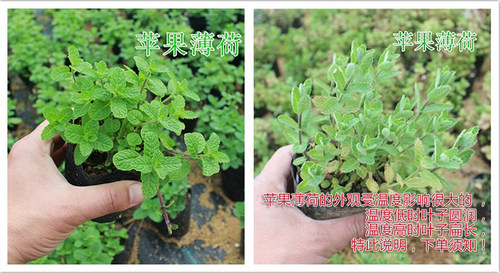 苹果薄荷盆栽苗 可食用香草西餐入菜料理烧烤泡茶驱蚊芳香绿植物 - 图1