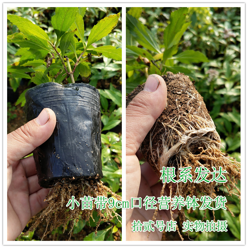 食用香草 伤力草/佩兰苗 芳香植物盆栽苗花卉 泡茶，炒鸡蛋 - 图1