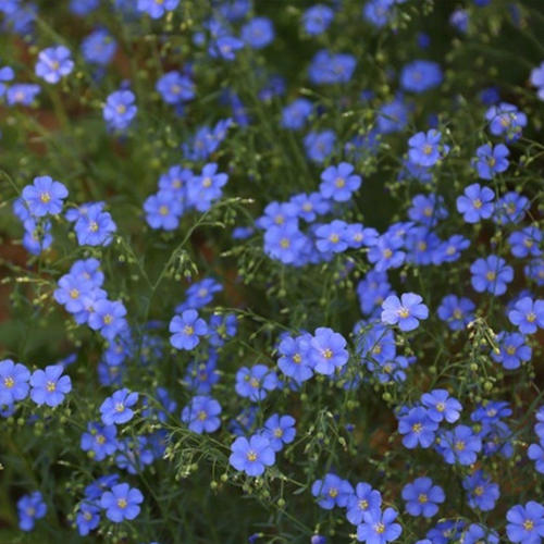 蓝花亚麻 耐寒多年生宿根 丰花可切花 花园阳台 盆栽苗 - 图0