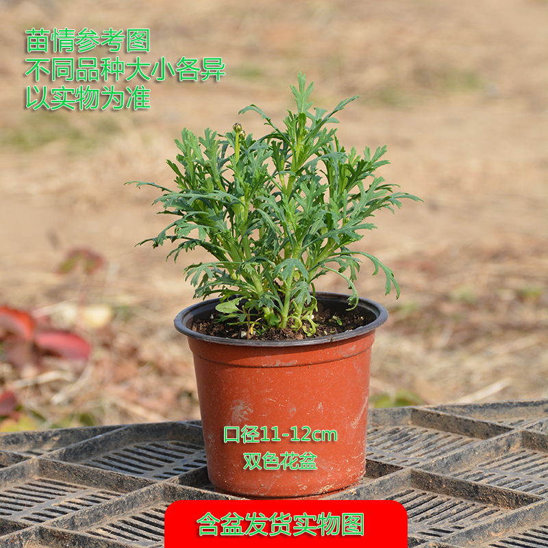 玛格丽特花苗盆栽糖果玛雏菊木茼菊阳台庭院花园爆盆植物多季开花-图2