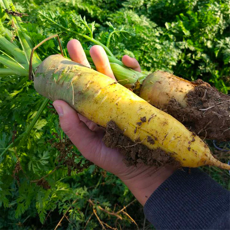 新疆特产冰糖心黄色胡萝卜红新鲜蔬菜生吃水果抓饭农家自种非有机 - 图0