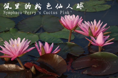 【不二的花园】睡莲裸根苗 水生花卉绿植草缸生态缸夏季植物庭院 - 图2